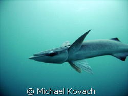 Remora over the inside reef at Lauderdale by the Sea by Michael Kovach 